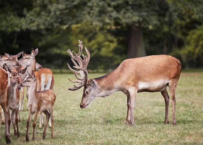 Wermelt 3* Greven (Steinfurt)